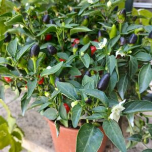 Piantina di Peperoncino