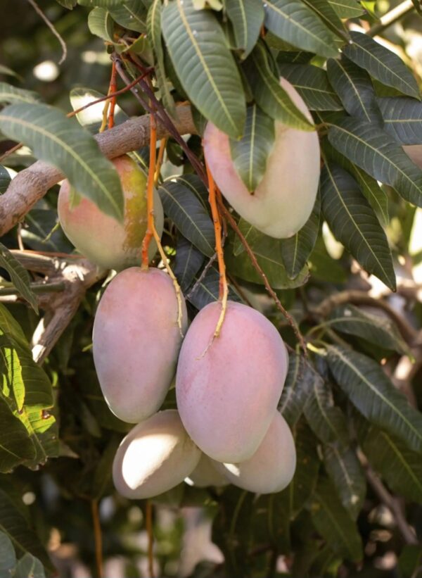 Mango al pezzo