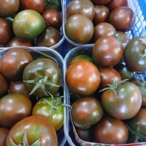 Pomodoro camone