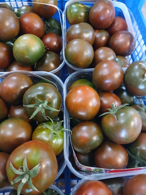 Pomodoro camone