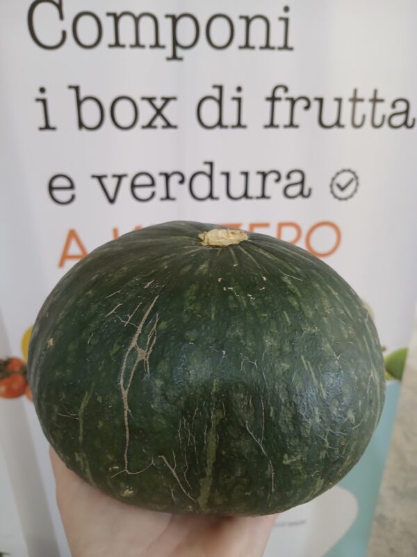 Zucca delica al pz