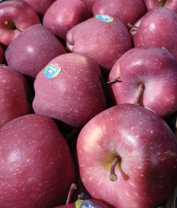Mela red delicious