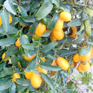 kumquat