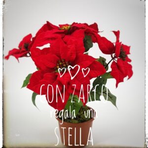 STELLA DI NATALE