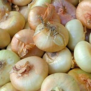 Cipolla borretana al kg