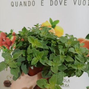 Piantina maggiorana