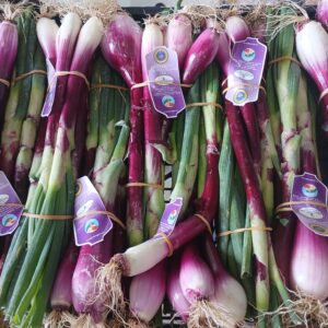 Cipollotti di Tropea IGP mazzetto