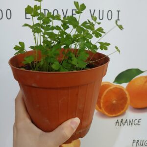 Piantina di prezzemolo