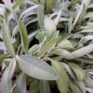 Piantina di salvia