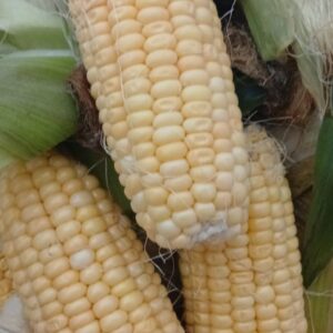 Pannocchia cotta al vapore al pezzo