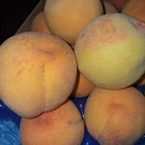 Pesca Percoca al Kg