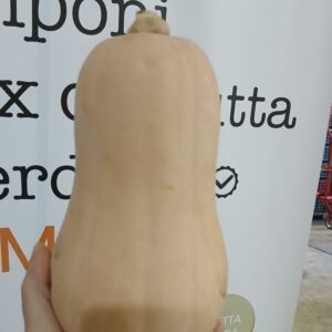 Zucca butternut circa 2,5 kg